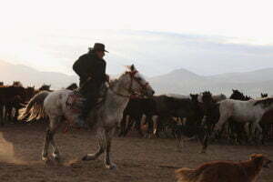Man Riding on White Horse