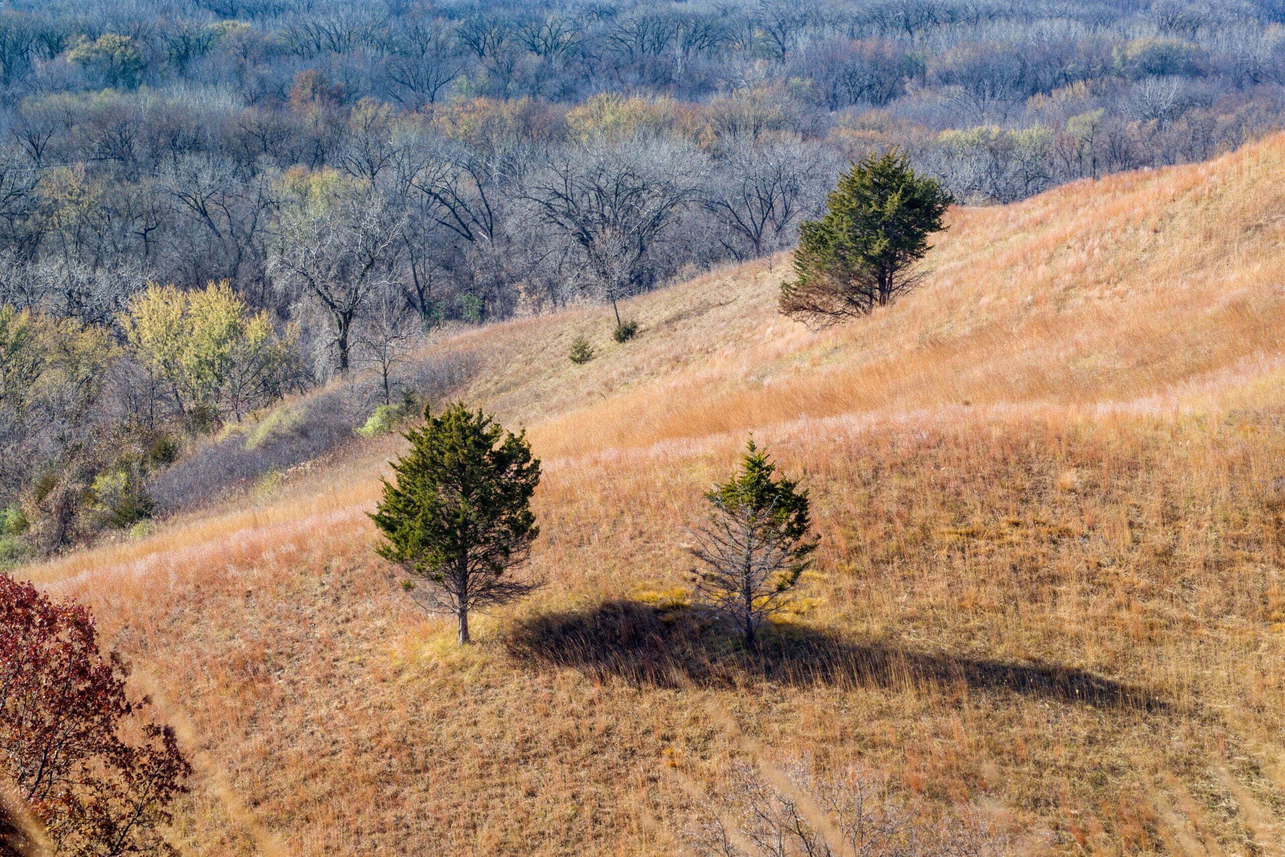 Grassy Hill with Forest Below